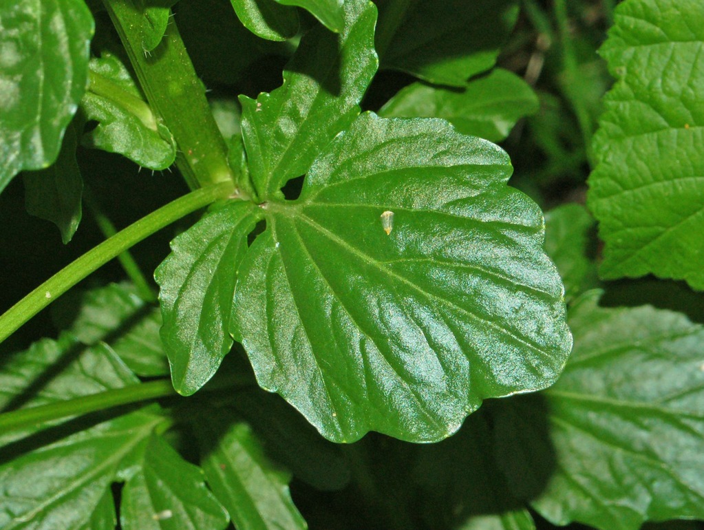 Barbarea vulgaris / Erba di Santa Barbara comune